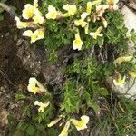 Cytisus hirsutus Floare