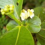 Clusia stenophylla 花