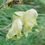 Aconitum anthora Bloem