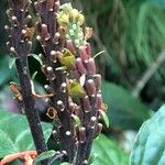 Scutellaria costaricana Fruit