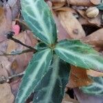 Chimaphila maculata Hoja