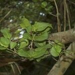 Coccoloba diversifolia Alkat (teljes növény)