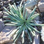 Lewisia rediviva Blad