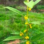 Sida hackettiana Flower