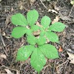 Panax quinquefolius Blad