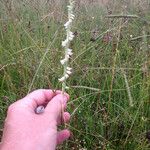 Spiranthes vernalis Habitus