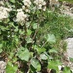 Petasites paradoxus Συνήθη χαρακτηριστικά