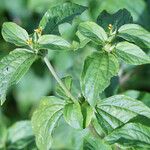 Synedrella nodiflora Други