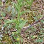 Epipactis phyllanthes Habit