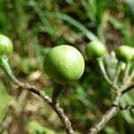 Solanum robustum Ffrwyth