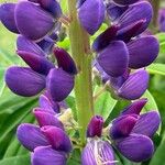 Lupinus polyphyllus Fleur