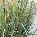 Panicum virgatum Habit