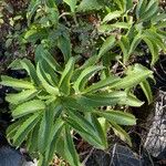 Helleborus argutifolius Leaf