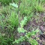 Asclepias amplexicaulis Leaf