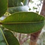 Calophyllum tacamahaca Leaf