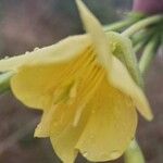 Oenothera parvifloraÕis