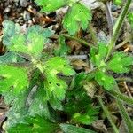 Ranunculus tuberosus Folha