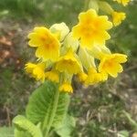 Primula verisЦветок