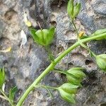 Veronica beccabunga (Fruit)