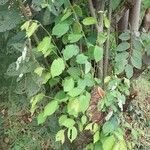 Grewia trichocarpa Hábito