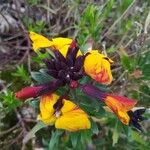 Fourraea alpina Цвят