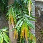 Polyalthia longifolia Blatt