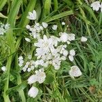 Allium neapolitanumFlower