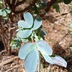 Chamaecrista desvauxii Fuelha