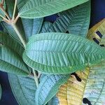 Miconia dolichorrhyncha Leaf