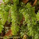 Hymenophyllum tunbrigense Annet