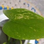 Epipremnum aureum Hoja