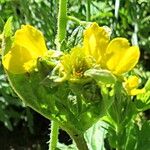 Geum macrophyllum Flower