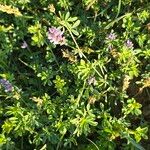 Medicago sativaFlower