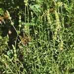 Sideritis arborescens Hábito