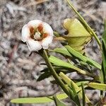 Trichodesma marsabiticum Flower