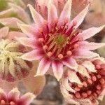 Sempervivum tectorum Cvet