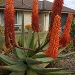Aloe ferox Virág