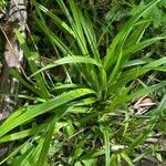 Carex pendula Leaf