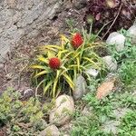 Aechmea recurvata Flor