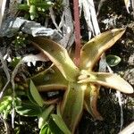 Pinguicula alpina Hoja