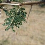 Vachellia xanthophloea Blatt