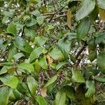 Viburnum carlesii Leaf