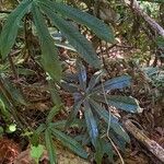 Anthurium palmatum Blatt