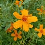 Tagetes tenuifolia 花