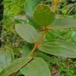 Miconia xalapensis Blad