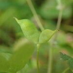 Isopyrum thalictroides Fruto