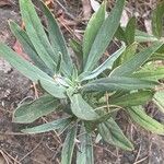 Echium brevirame List