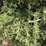 Juniperus monosperma Лист