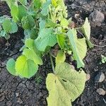 Abutilon pannosum Foglia