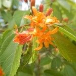 Grewia trichocarpa Otro